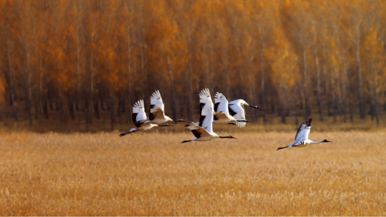 Banner image of cranes in flight across a field.